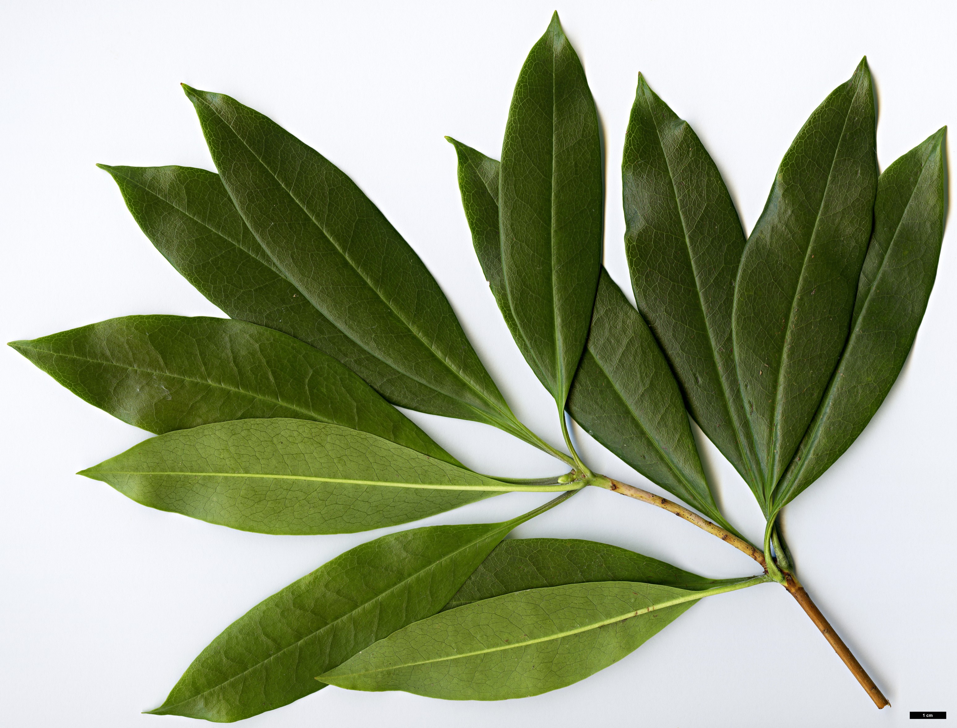 High resolution image: Family: Ericaceae - Genus: Rhododendron - Taxon: latoucheae - SpeciesSub: var. latoucheae